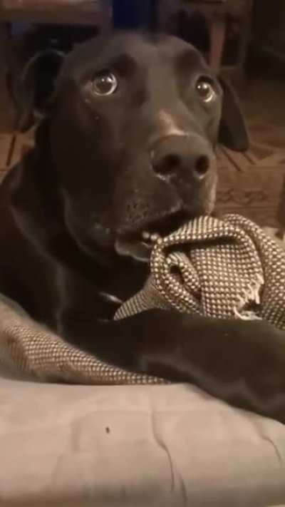 "Did you see that the neighbor's dog is pregnant, you don't know what happened?"