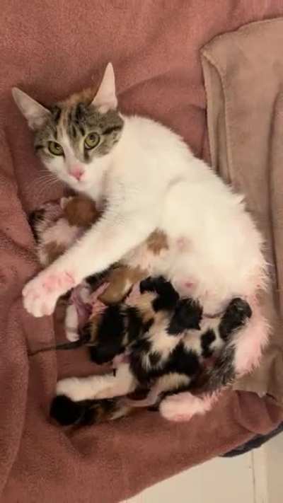 Took a break from fostering for 5 years and recently decided to get back into it a month ago. I thought I was getting an easy &amp;gt;1 y.o. cat... turns out she was pregnant. Gave birth to 8 kittens this morning. Great job Kia!