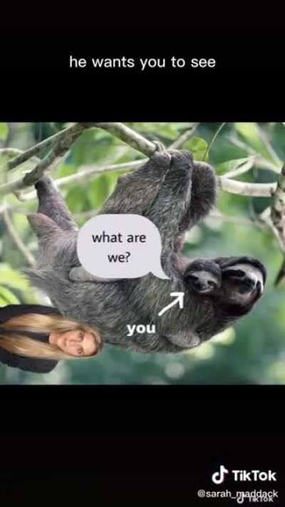 Let&rsquo;s learn about sloths!