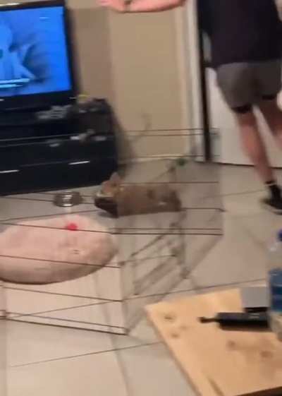Slow zoomies