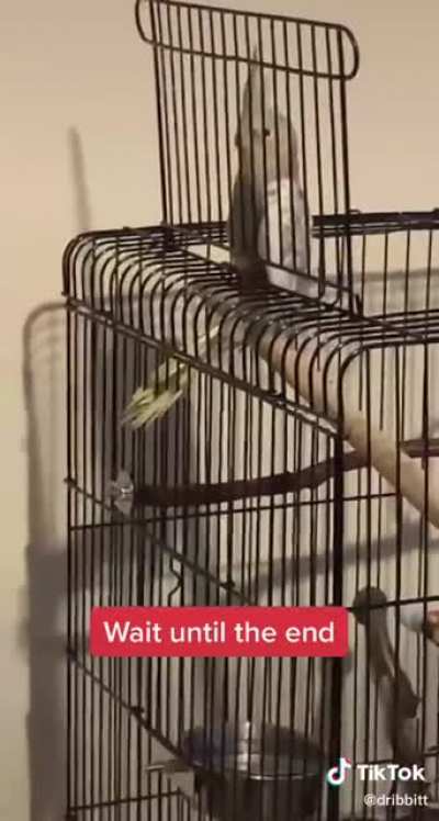 poor bird