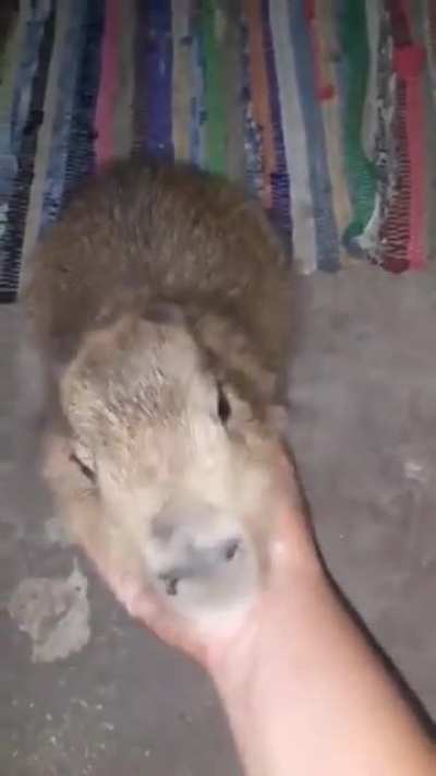 *Scratch*
