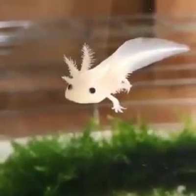 What kind of pokemon is this ?