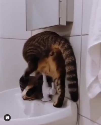 Kitty Plumber (cut him some slack, he&rsquo;s still an apprentice)