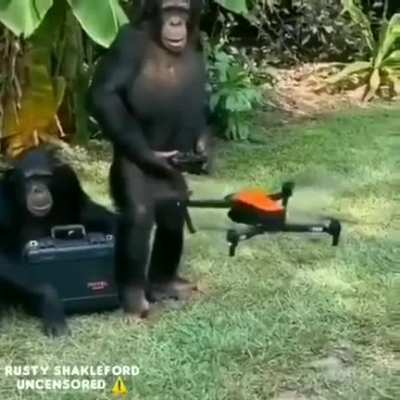 Monkey