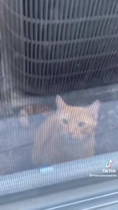 Orange Cat Behavior