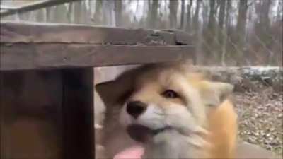 Boop the fox