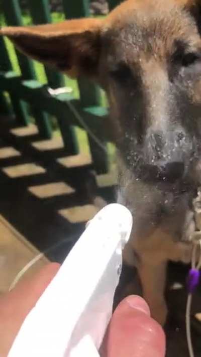 Fun fact: German Shepard&rsquo;s love to be watered. This time last year I was watering my German Shepard outside on my porch.