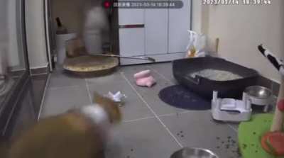 The cat looking around at the end like "Who did that?"