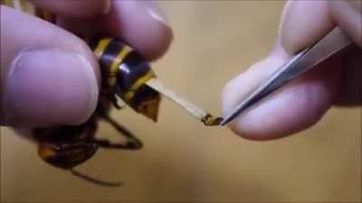 Exacting cruel revenge on a wasp by slowly inserting a massive parasite!
