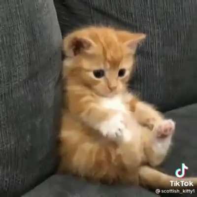 kitty_irl
