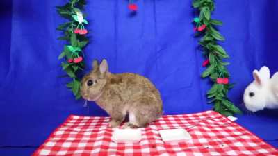 Illegally Smol Sugar High Binkies after eating cherries! Help! they are out of control!