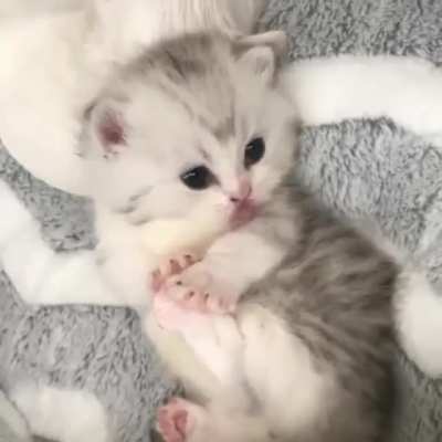 Little sweetie