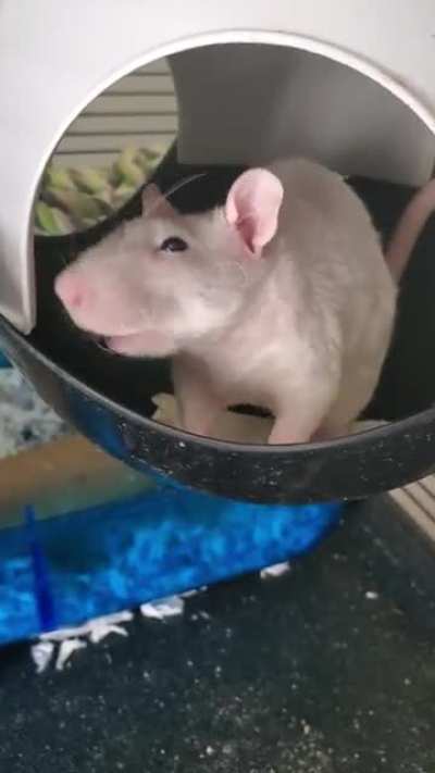 Baba had no interest in coming out of the sputnik for her meds this morning.