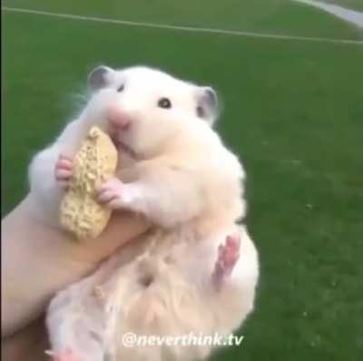 Swoooosh