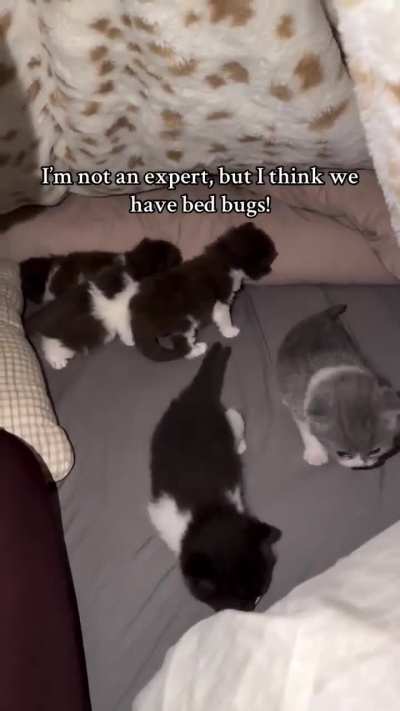 The only acceptable bed bugs