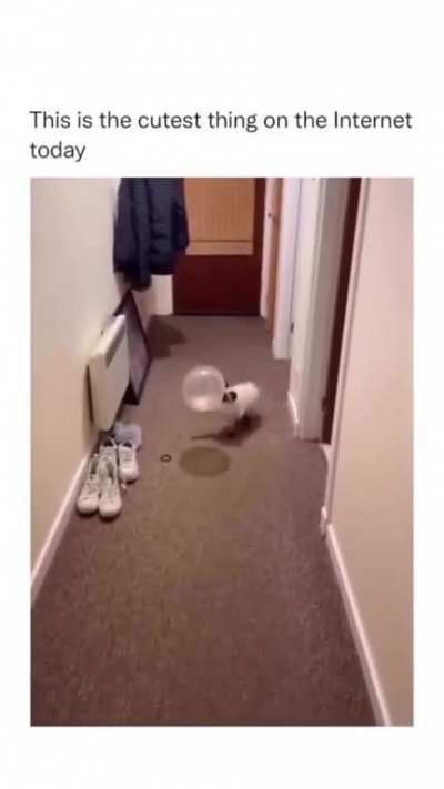 He's a professional baller.