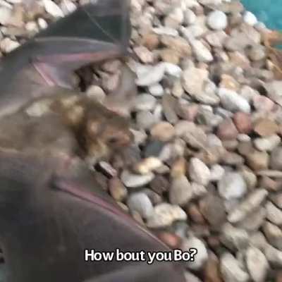 What they&rsquo;ll need to make a living in the real world. sound up for BD&rsquo;s reaction to the scorp. pallid bats. necessary realness.