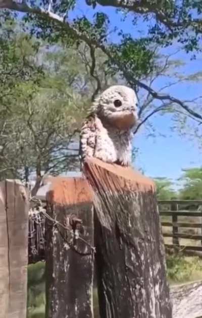 Козодой