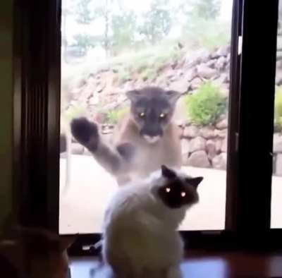 He wants to come in and meet the house cat.