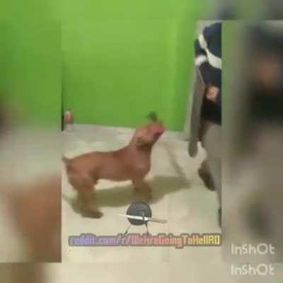 Pitbull Craiovean