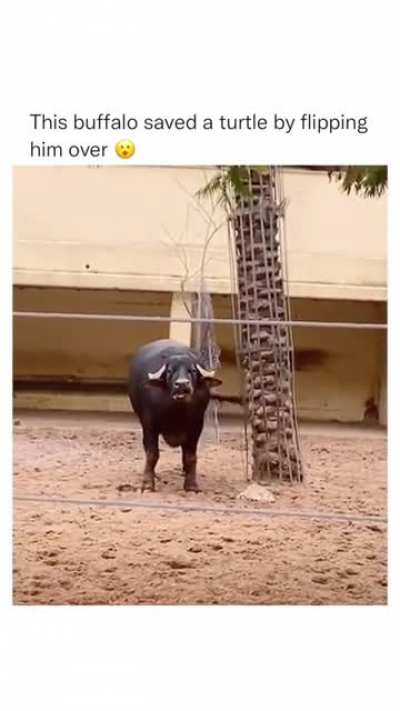 Buffalo flips turtle over