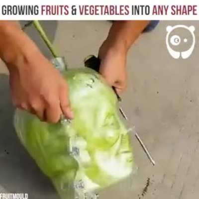 Watermelon head man