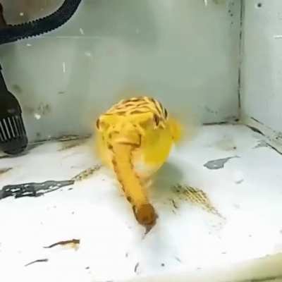 Thanks, i hate it pufferfish