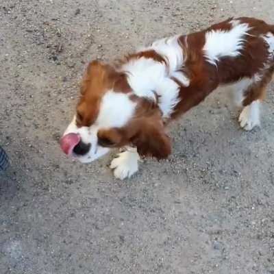 Zoomie cav from country Australia
