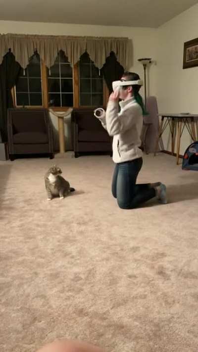 Cat is not as into VR as Wife...