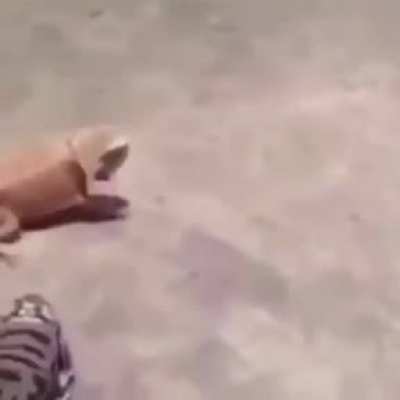 Lizard sunbathing