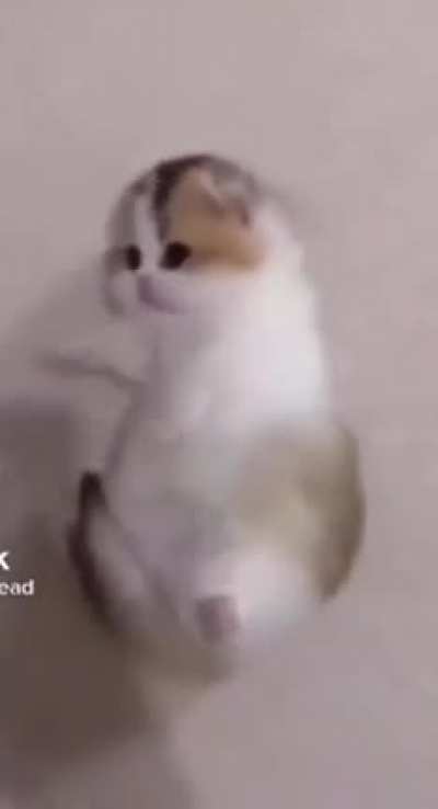 kitti rule