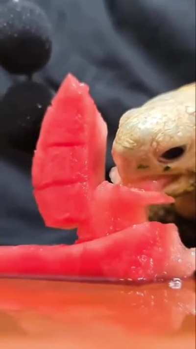 "vicious sea monster" devours a boat
