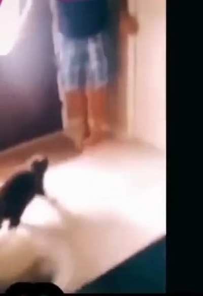 Cat tutorial on &ldquo;How to do the flying Buddha &ldquo;