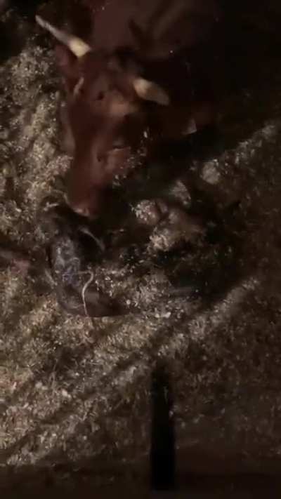 Happy cow momma for y&rsquo;all