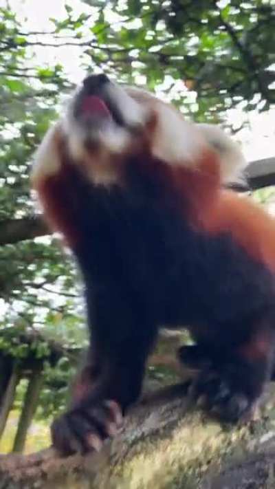 What is the name of this animal? "(OC)"