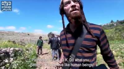 Israeli settler grazes cows in Palestinian farmer's cultivated field and threatens him