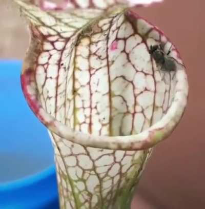 How a pitcher plant gets its food.