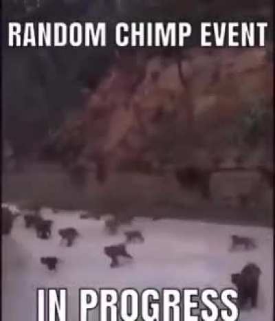 Random chimp event