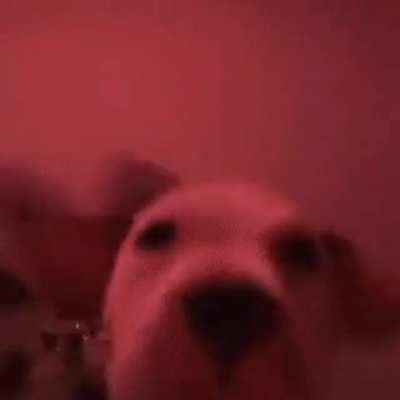 dogJAM