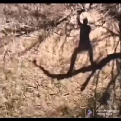 *branch*