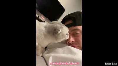 Cat go brrrrr