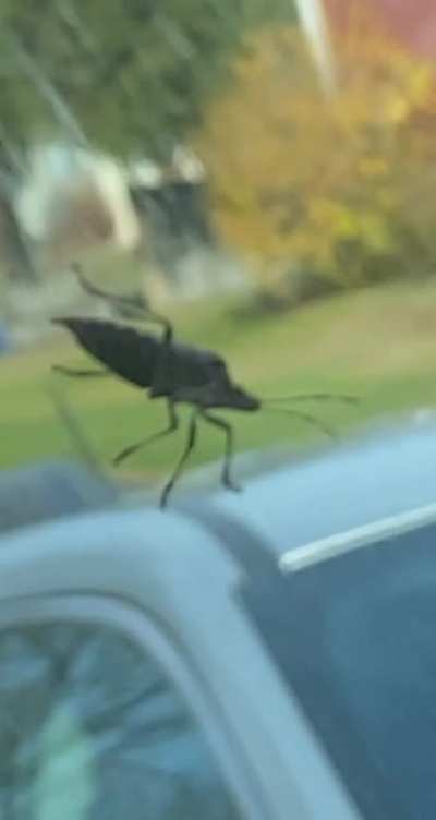 Bug.