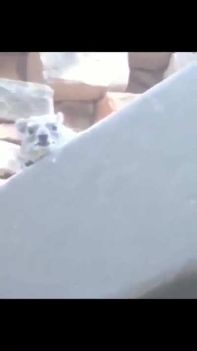 AAAAaaAa