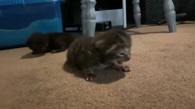 Kittens opened their eyes for the first time today and haven&rsquo;t stopped yelling since. She&rsquo;s a bit wobbly on her feet this one