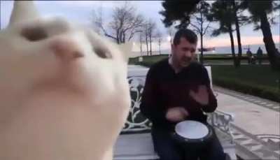 Dad: "No cats allowed I hate them" Dad and cat a day later: