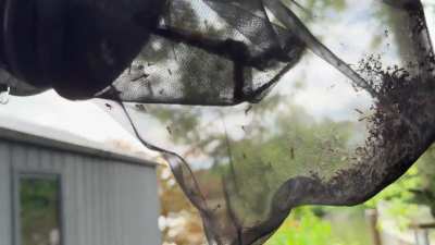 Update: Traps are working, but with some unexpected results.