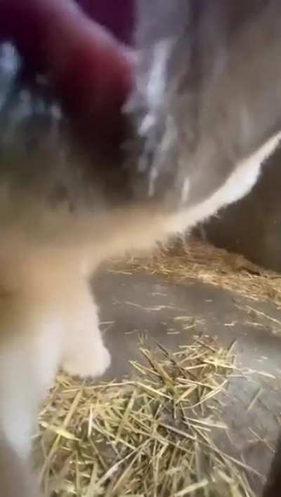 🔥Up Close with a Baby Polar Bear🐻&zwj;❄