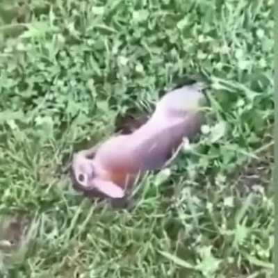 Peter, I've seen this meme like 600 times and I have no idea what is happening to the rabbit 