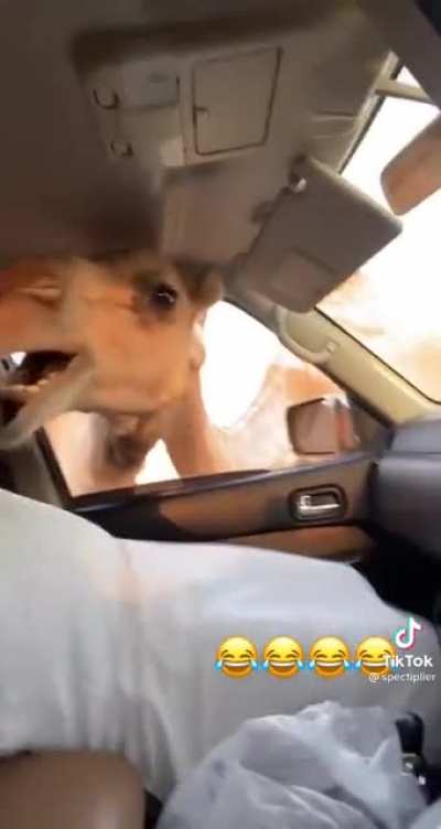 🐫🐪🐫🐪🐫